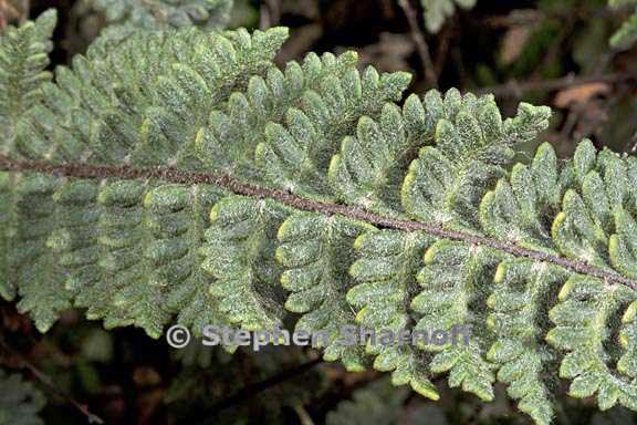 cheilanthes bonariensis 1 graphic